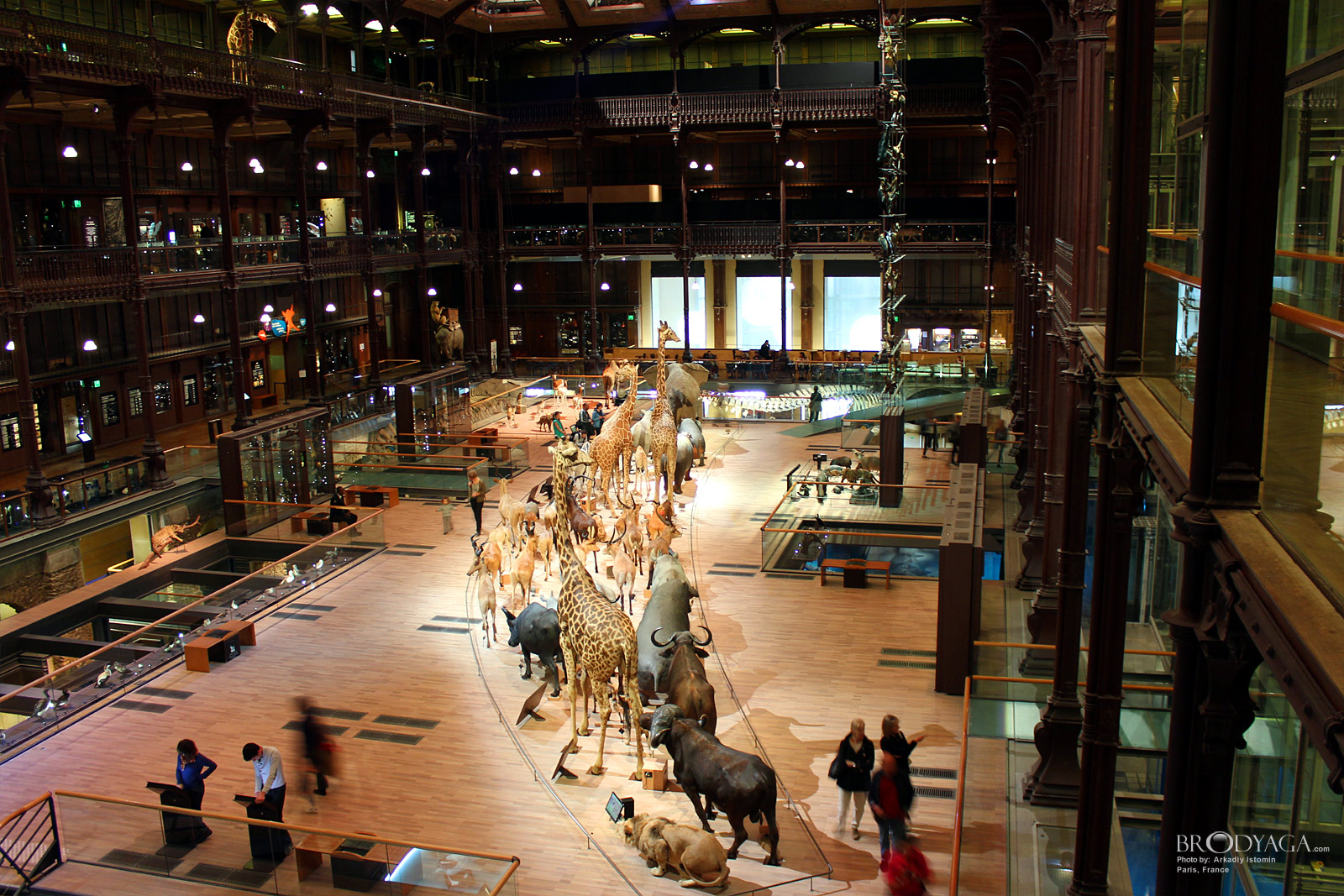 Galerie d'Entomologie